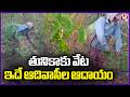 Tribals Busy With Tuniki Leaves Collection In Warangal | V6 News