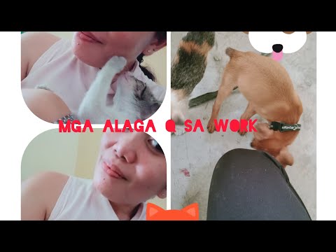 Video: Bagong Rekomendasyon Para Sa Rabies Quarantine Para Sa Mga Pusa, Aso, At Ibang Mga Alagang Hayop