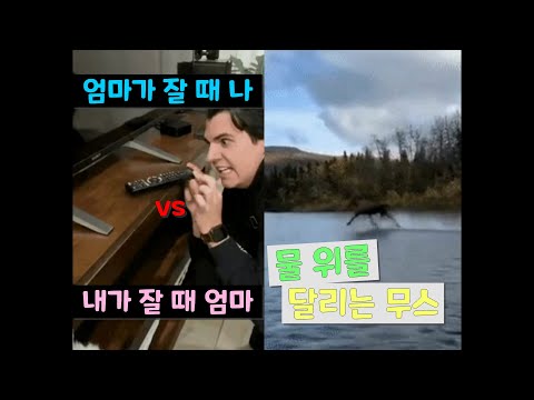 유머 짤 영상 엄마가 잘 때 나 Vs 내가 잘 때 엄마 물 위를 달리는 무스 