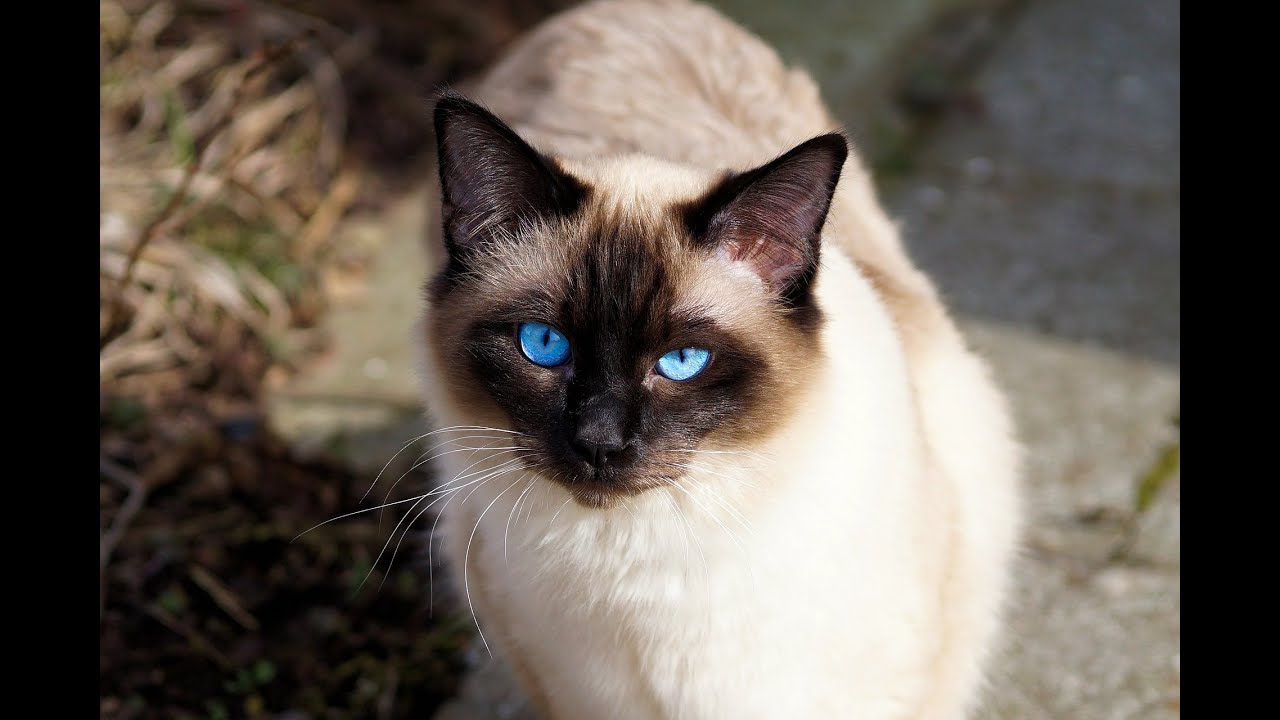 ⁣7 Facts That Will Make You Want A Siamese Cat