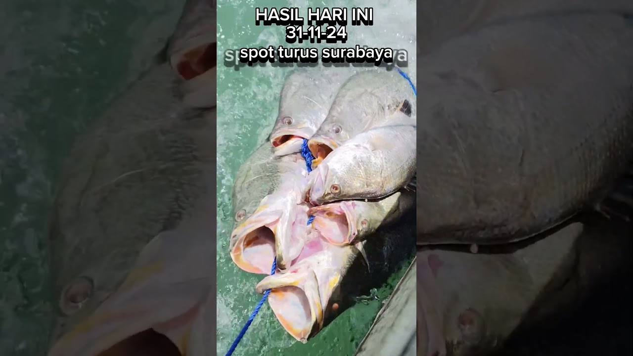 Hasil barramundi spot turus surabaya
