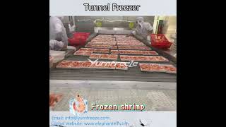 Yurnfreeze Iqf Tunnel Freezer Frozen Shrimp