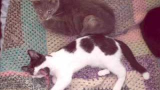 My Pet Cat's SlideShow Part 1