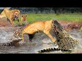 Terrible! Ferocious Crocodile Rushes To Bite The Lion&#39;s Head Off To Steal Prey - Wild Dog, Cheetah..