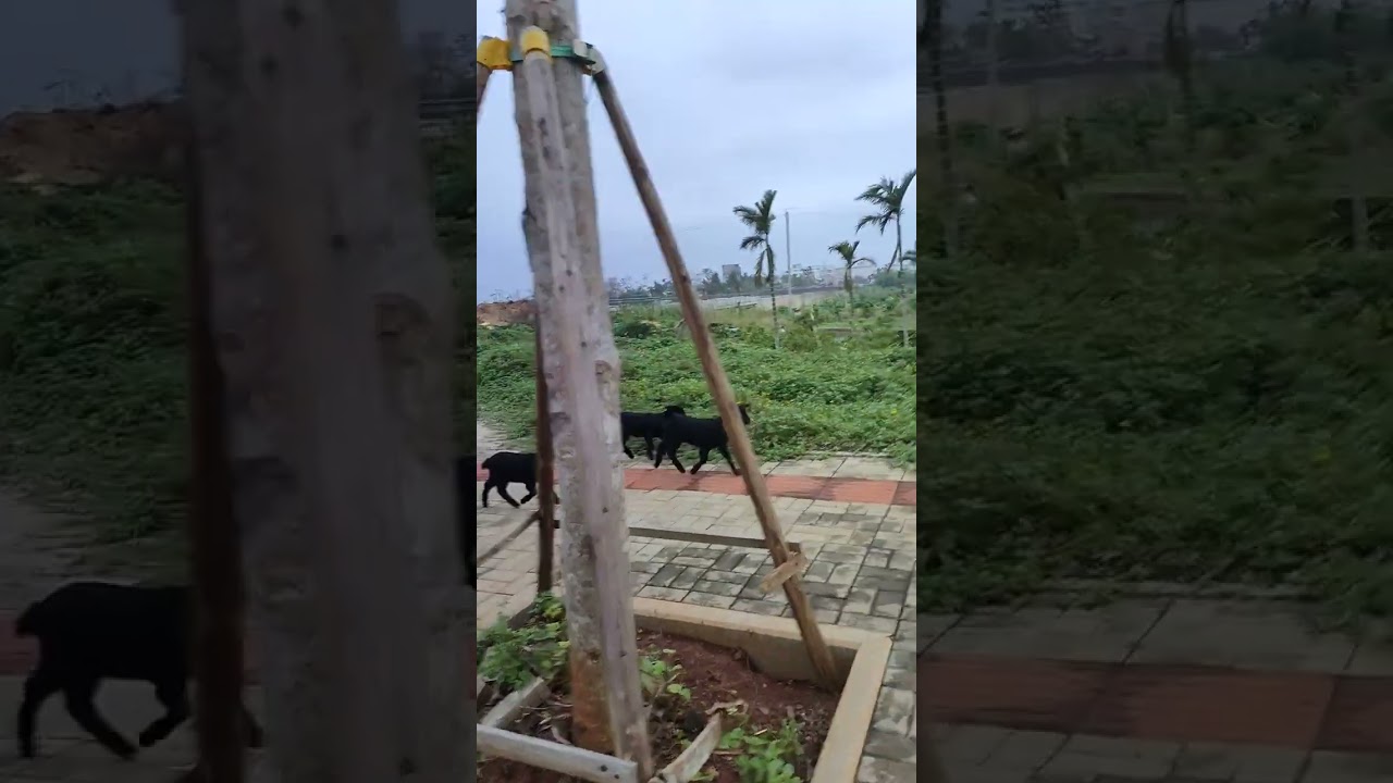 Person imitates sheep, baby sheep rush over in Hainan
