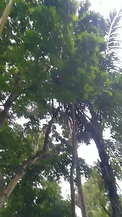 Suara kinjeng Tangis