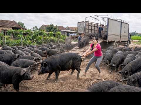 Truck Transporting A Herd Of 600KG Pigs Go To Sell | Harvesting Pigs After Only 4 Months