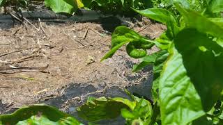 Tachinid fly attacking tobacco horn worm.