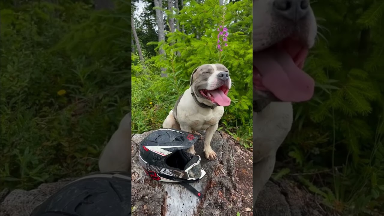 Huna, my bestest friend… named with vibratory intent, ~ the secrete weapons are love and forgiveness