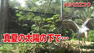 「動かない鳥」ハシビロコウ！16回目のお見合い！？
