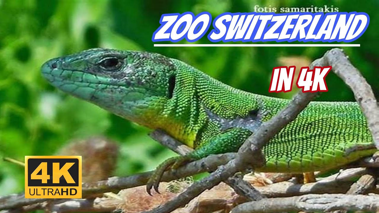 Basel Zoo Switzerland // Visit to the Zoo in 4k ULTRA HD