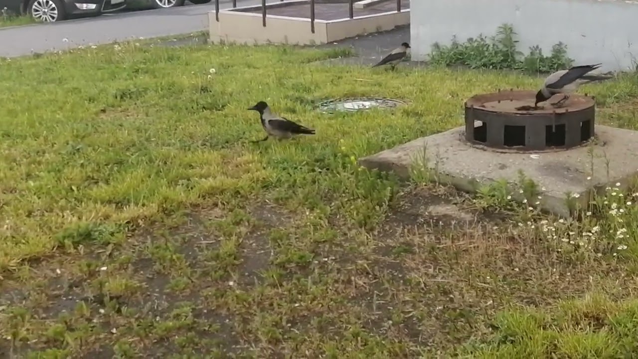 Доминантная самка вороны лютует \ A dominant female crow viciously defends her food