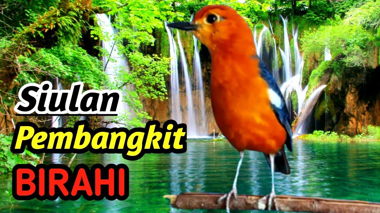 Anis Merah Gacor Natural Therapy | River Sound Relaxing Masteran HD