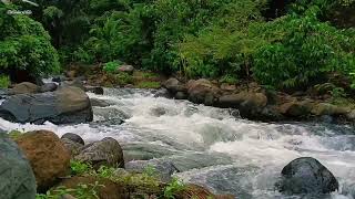 The Sound of a Peaceful River Flowing in The Mountains, Beautiful Nature, ASMR Relaxing River Sounds