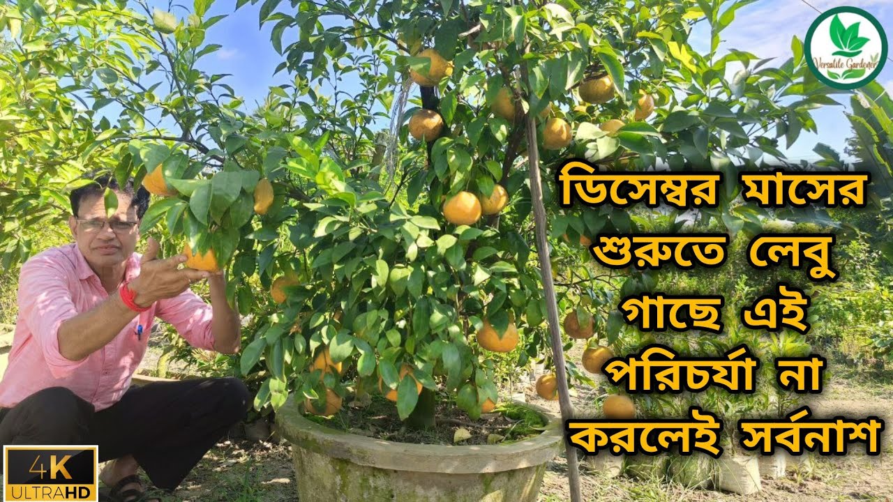 ডিসেম্বর মাসের শুরুতে লেবু গাছে এই পরিচর্যা না করলেই সর্বনাশ|lemon plant care in December