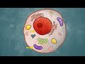 Spotting hidden activity in cells