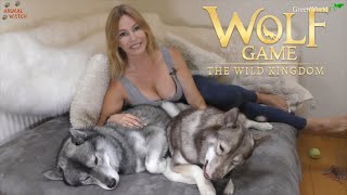 WOLF GAME x Animal Watch, Come Play with Little Baby “Kamala”!