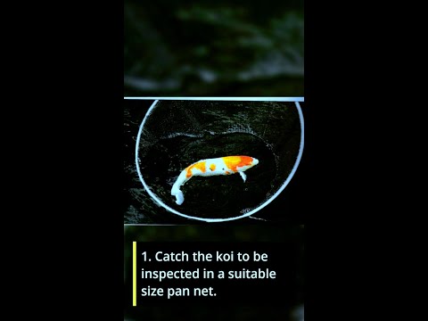 HOW TO CATCH KOI FISH IN A POND  SINGLE HANDEDLY TESTED AND PROVEN GUIDE