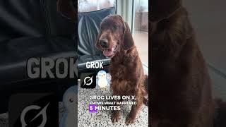 Luna the Irish setter teaches ai. #irishsetter #lunateaches #dogjudge #youtubelearning