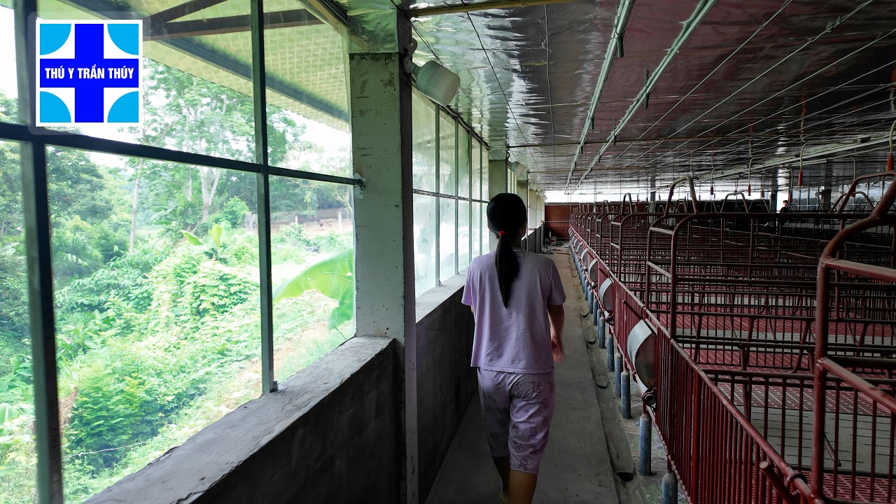 Mô hình trại lợn nái đảm bảo an toàn sinh học