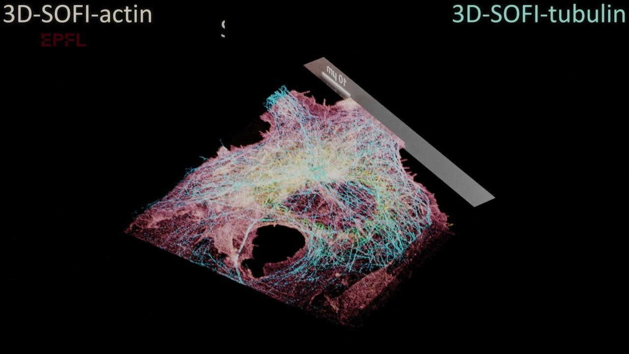 New imaging method gives live glimpse into how cells work