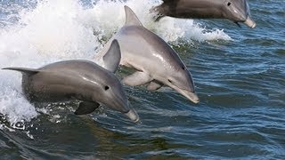 SURFING DOLPHINS