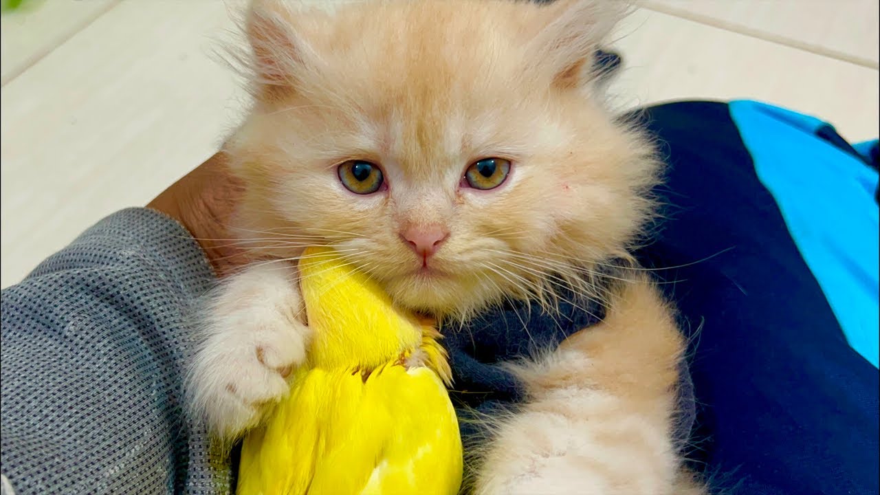 Cute Cat’sMom is live