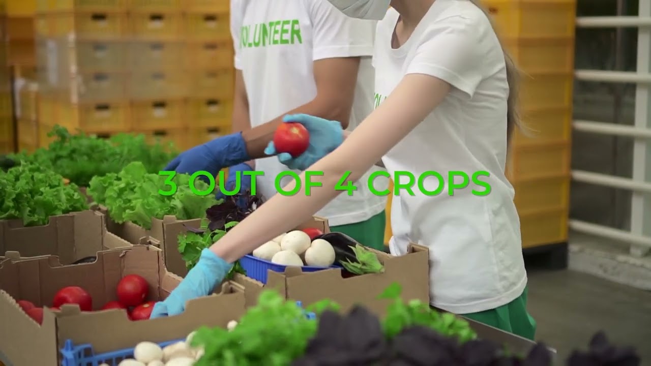 World Bee Day - 2022