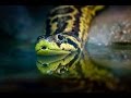 Características de la Serpiente Anaconda - TvAgro por Juan Gonzalo Angel