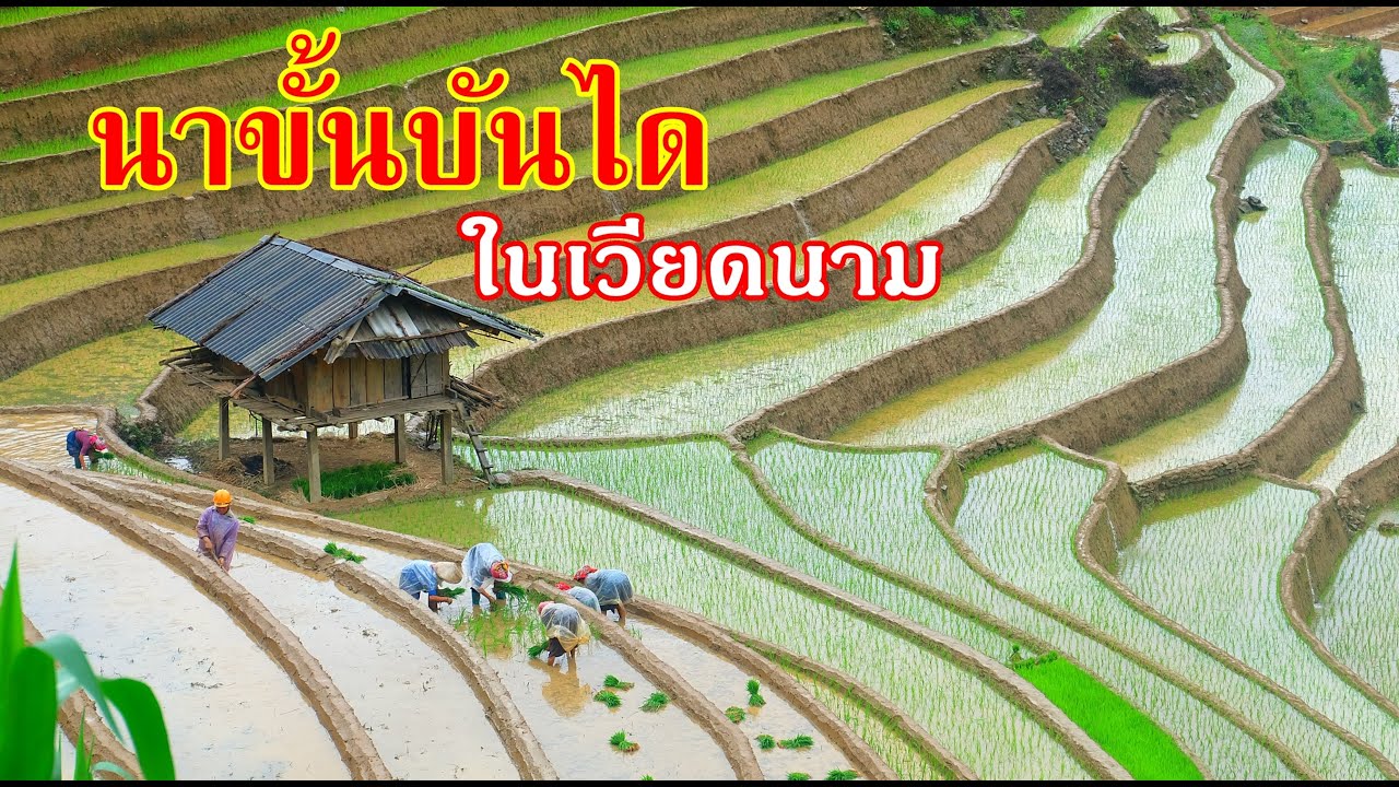 นาขั้นบันไดในเวียดนาม ใช้น้ำจากไหนมาทำนา?