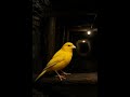 The canary is already in the coal mine