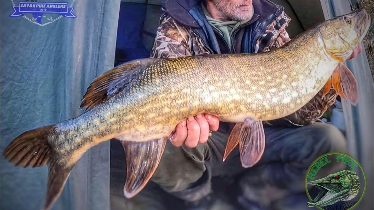 Dead bait Fishing before the Full Moon YouTube