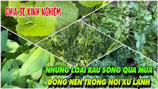 Những loại rau củ Việt Nam nên trồng tại vào mùa đông ở Canada #67-Cuộc Sống Canada