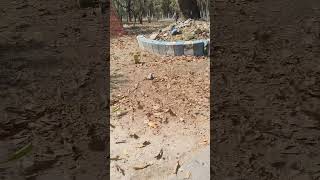 ki সুন্দর হাওয়া 🌪️✨🌿#nbu#nature #music #viral#shorts