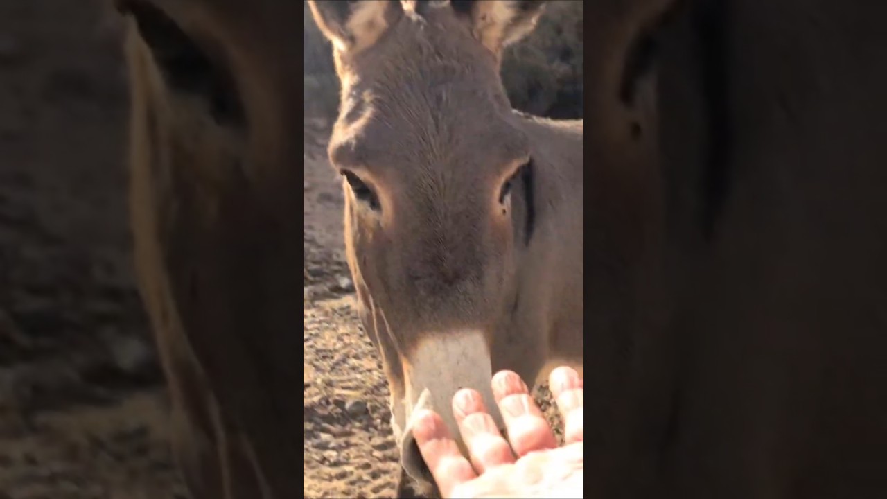 Prospecting side tributary of Banty Greek 