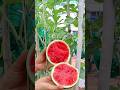 How to grow watermelon from seed to harvest  #watermelon #gardening #v87garden