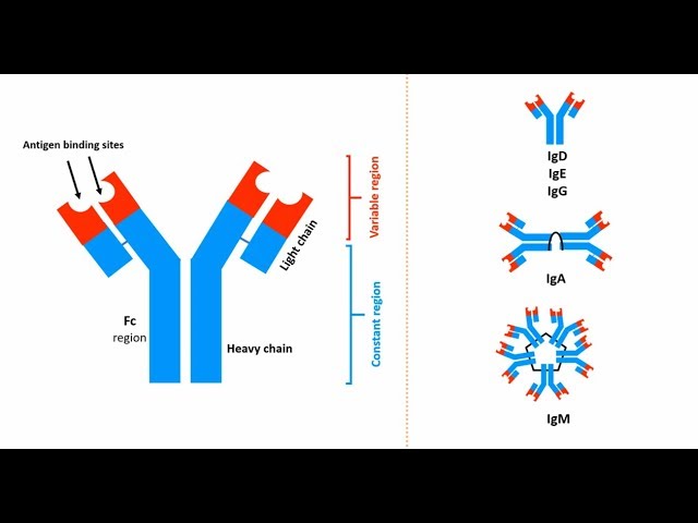 vasthouden Achtervolging Sluimeren Antibodies: Structures, types and functions - YouTube