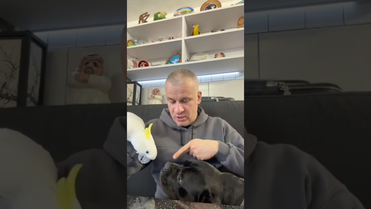 Смертельная схватка Какаду & Кане Корсо 