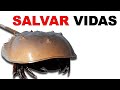 🦀 Cangrejo Herradura: La SANGRE que PUEDE SALVAR VIDAS 💓 - Animales Salvajes