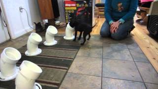 Lizzie scent tubes
