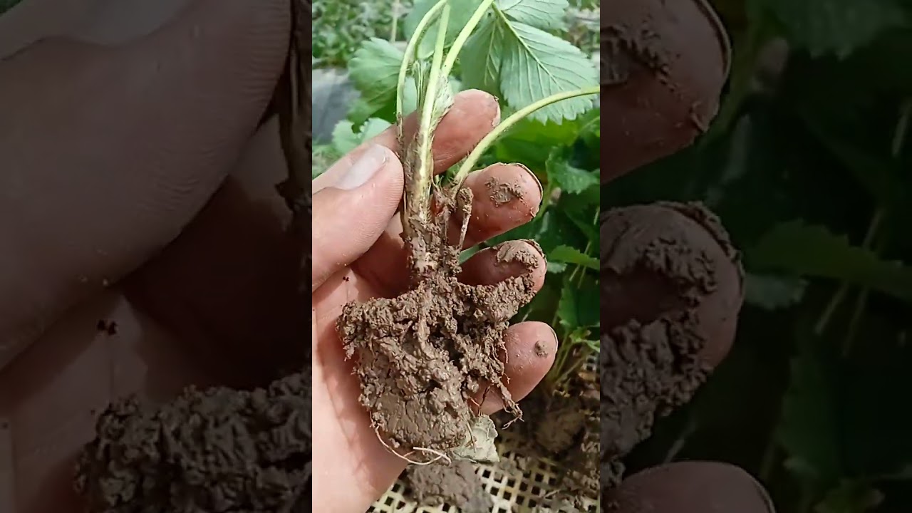 М..Сурхандарё .в.олтинчой.т уч хил кучат тайёрлаш