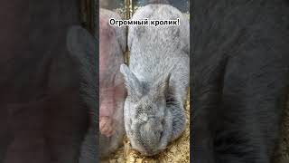 Огромный кролик! Королевский! #животные #питомцы #кролики