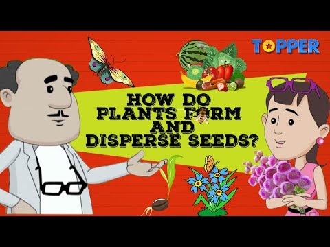 植物における種子の形成と分散|受精と施肥|クラス8生物学|