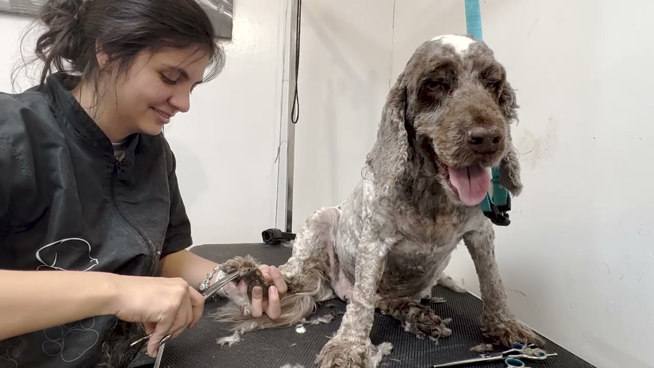 ✂️ Преображение вашей пушистой собаки с помощью груминга