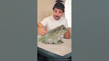Dumpy the Frog Became a YouTube Star