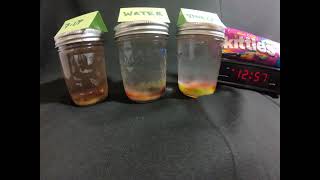 Skittles Dissolving Experiment