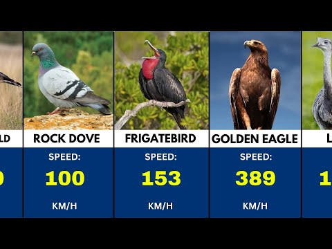 TOP 50 Fastest Birds On Earth (Speed Comparison) 