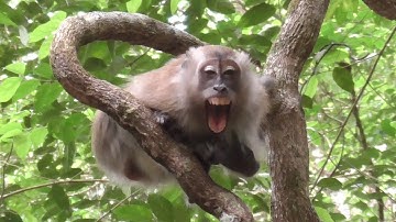 Malaysia Series #8 - Long Tailed Macaque Pt.2