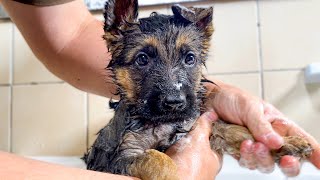 German Shepherd Puppy's First Bath!