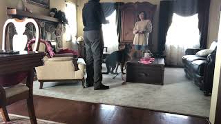 InHome Obedience training Week 2 :2Canine Commands -How to get your dog to listen with distractions